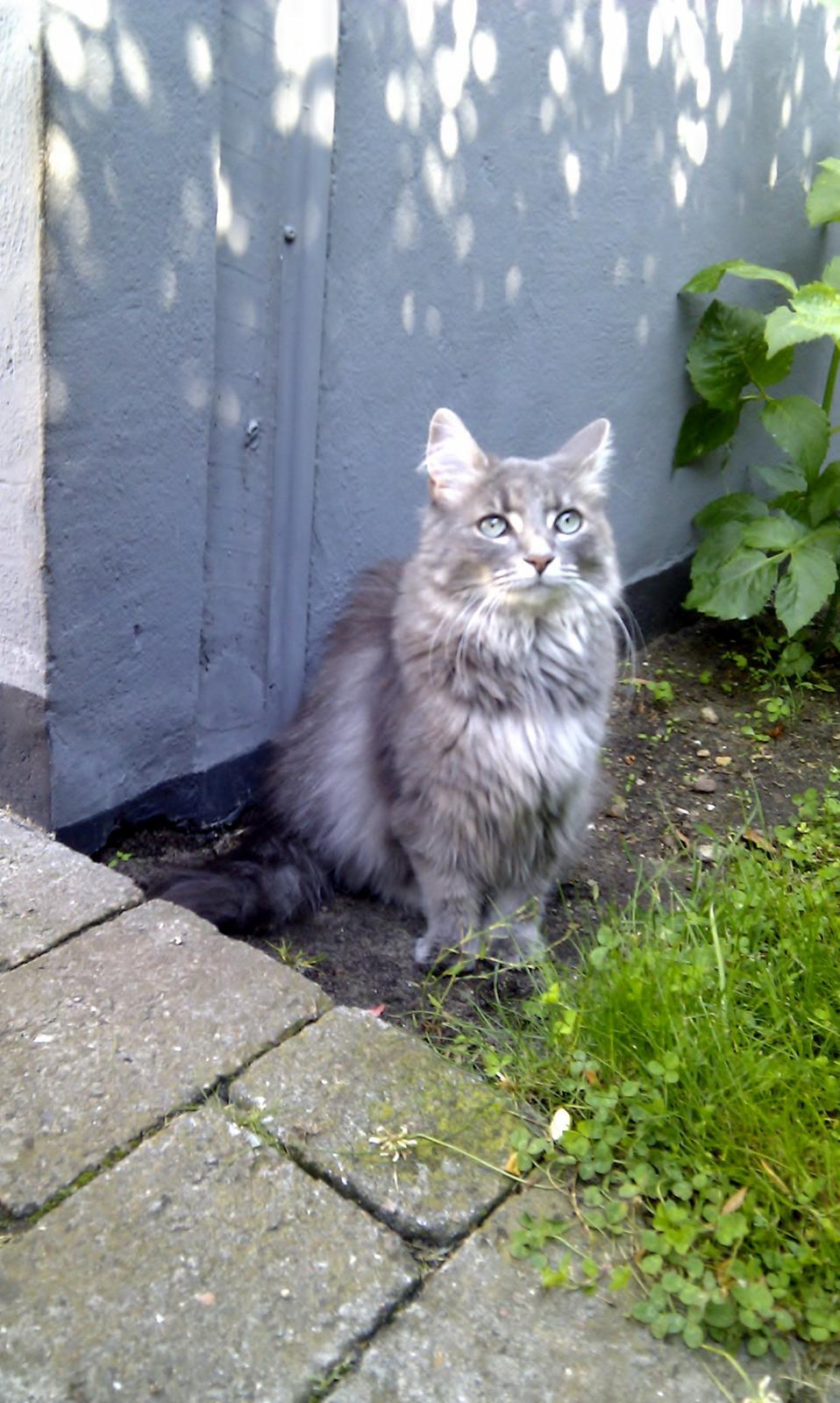 Blanding af racer Mini Silver billede 4