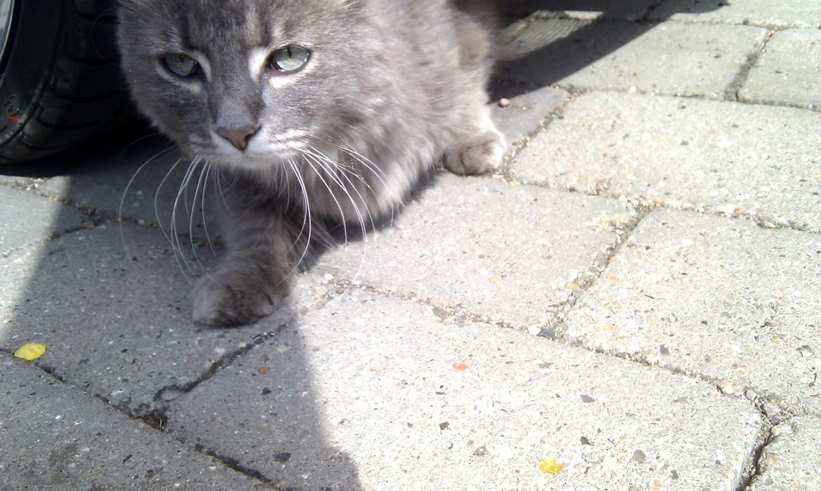 Blanding af racer Mini Silver - Gemmer sig lige under bilen. :) billede 7