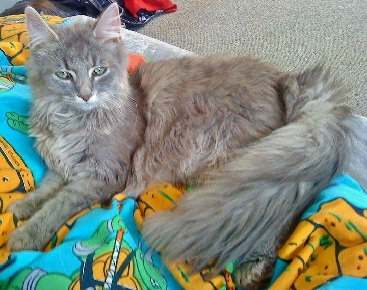 Blanding af racer Mini Silver - Det er meget længe siden det blev taget.  billede 10