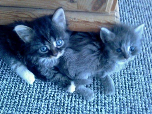 Blanding af racer Mini Silver - Som helt bette med hendes bror Chan. :) billede 12