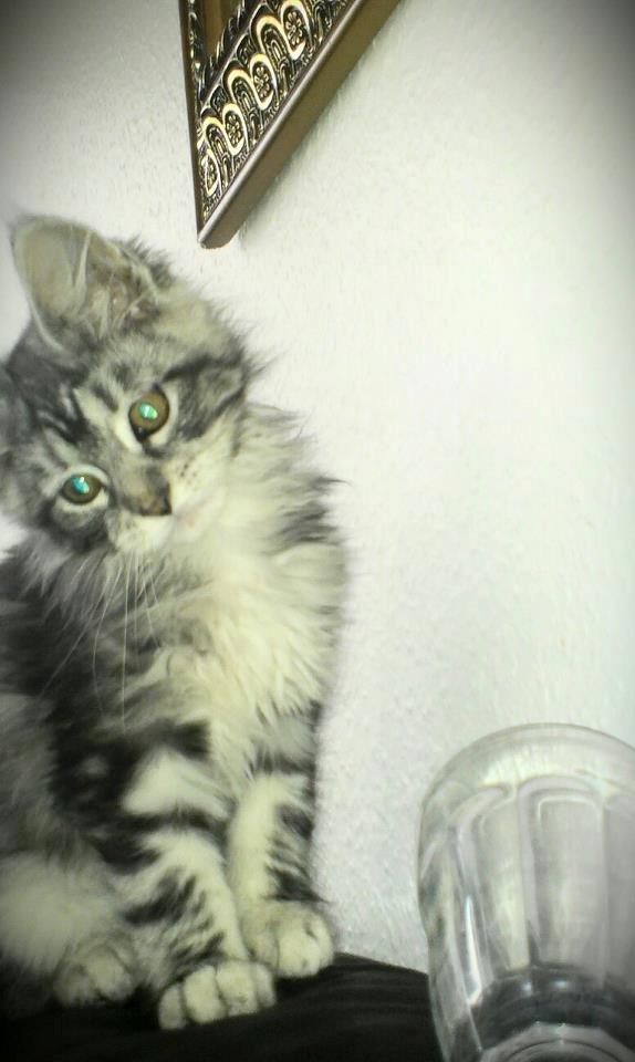 Maine Coon chili - 14 uger billede 13