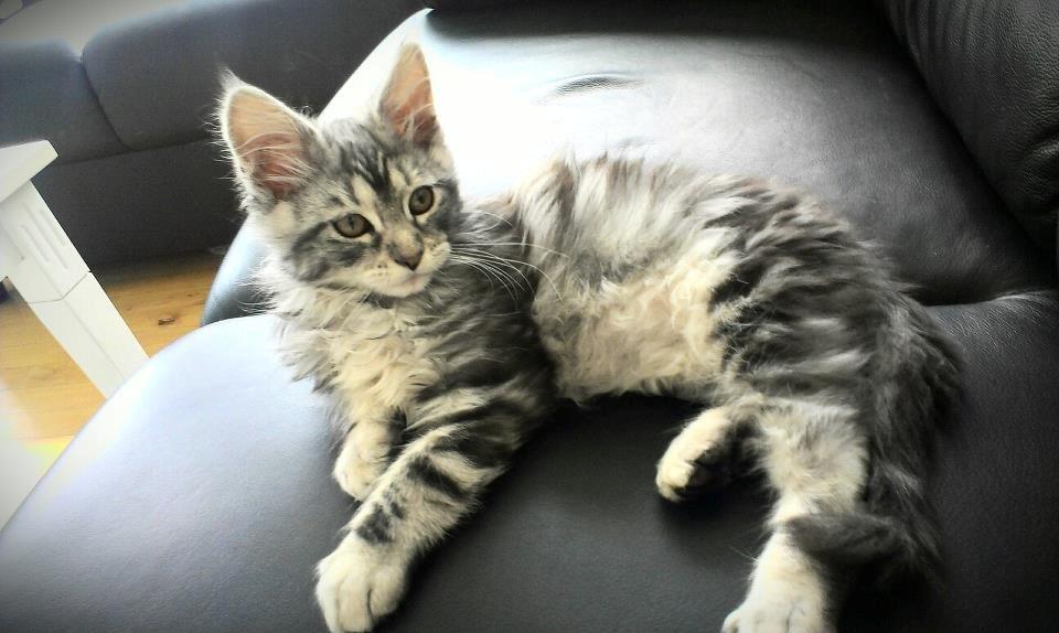 Maine Coon chili - 14 uger billede 5