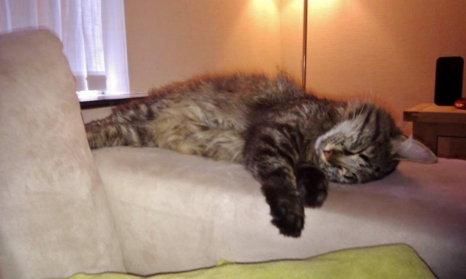 Blanding af racer Bobbi billede 2