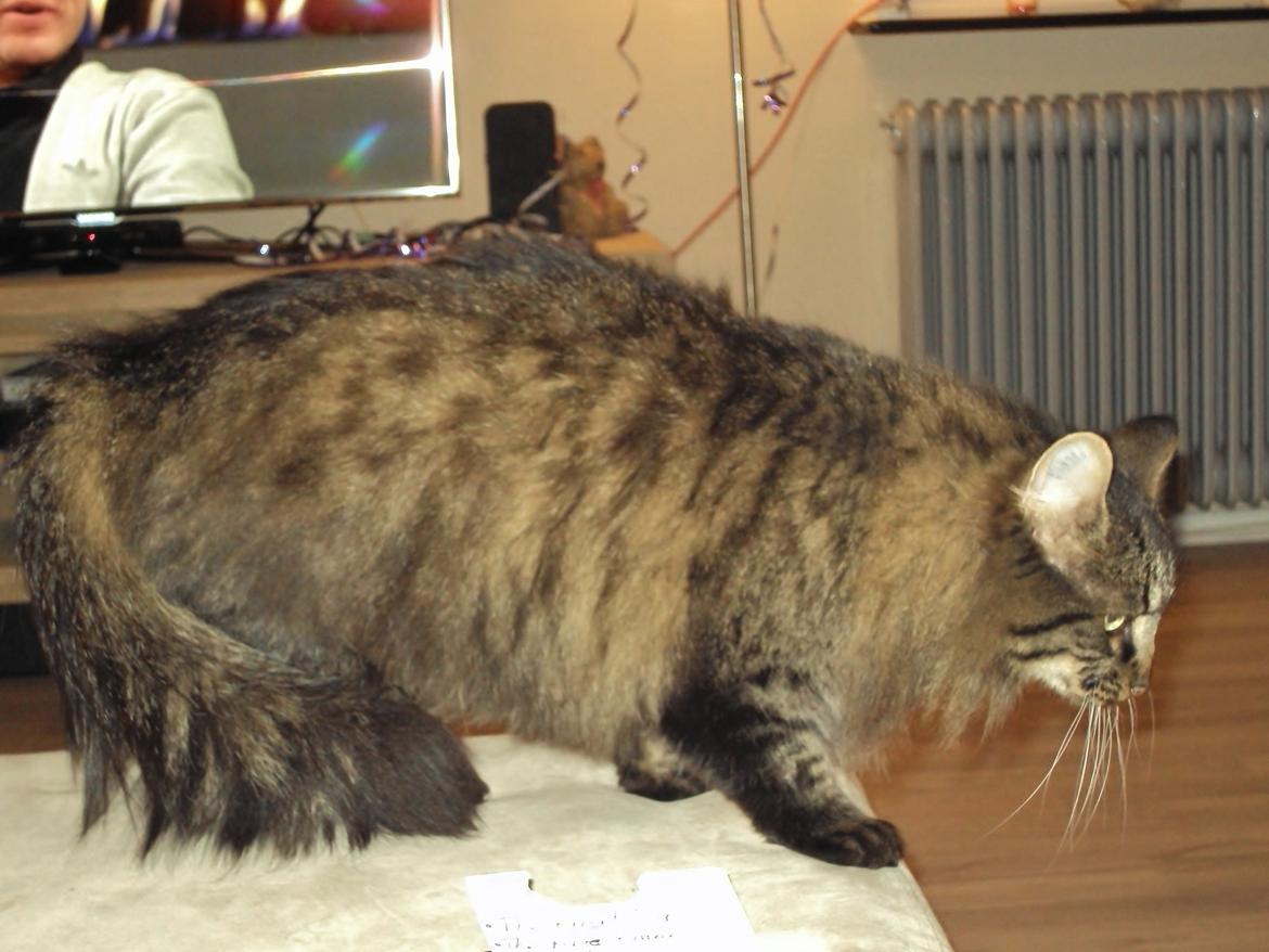 Blanding af racer Bobbi - Gider ikke rigtig at tages billeder af, så hun vælger at gå. Hehe billede 6