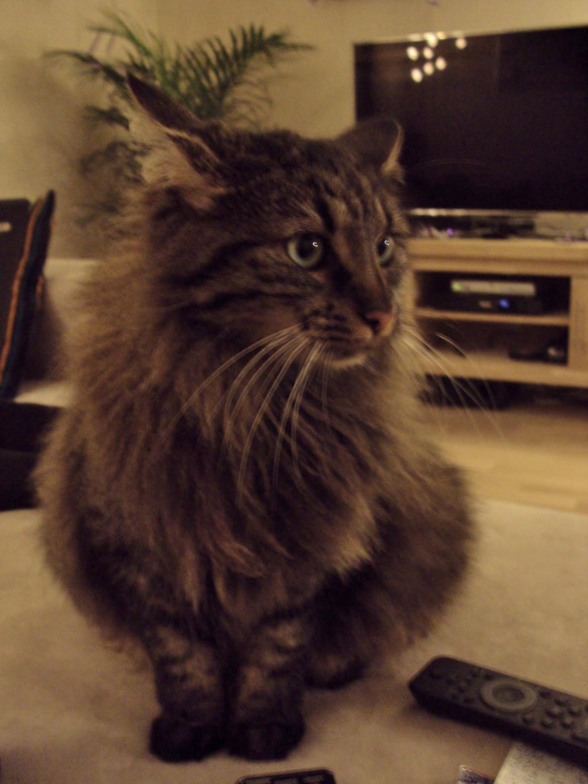 Blanding af racer Bobbi - Frøken Bobbi synes ikke så meget om at tages billeder af. Hihi billede 8