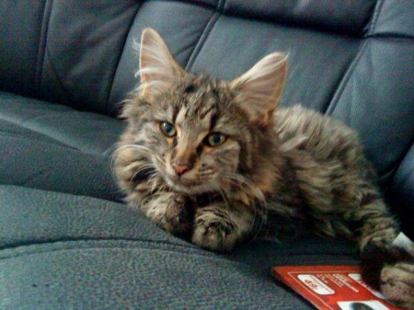 Blanding af racer Bobbi - Det er meget længe siden det blev taget. billede 9