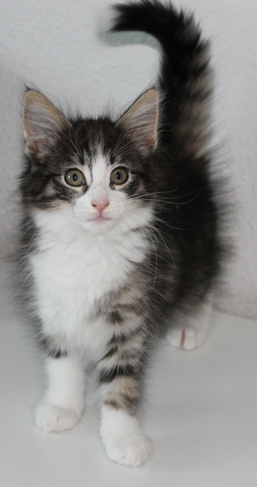 Norsk Skovkat DK Makawee's Tutti-Fruitti billede 2