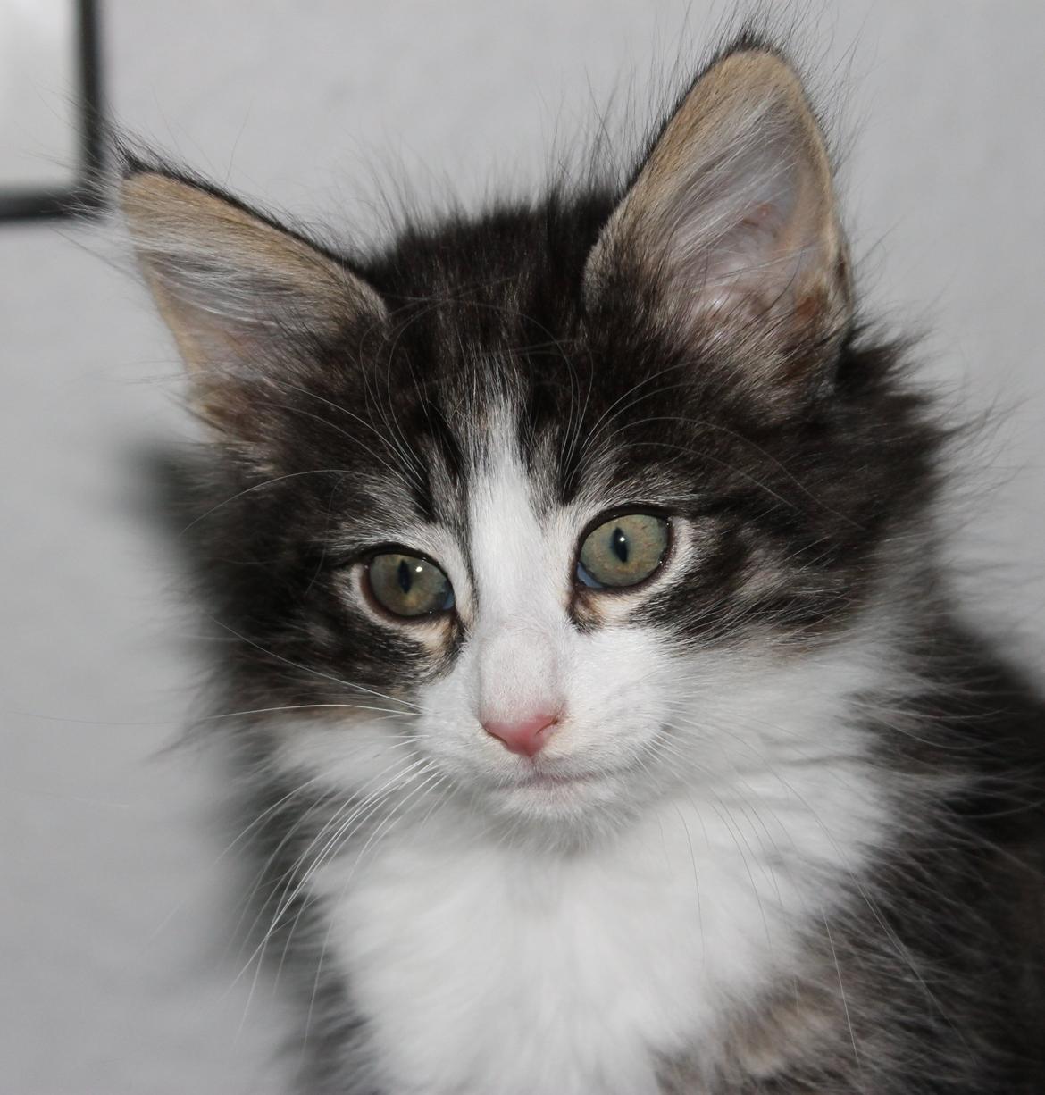 Norsk Skovkat DK Makawee's Tutti-Fruitti billede 3