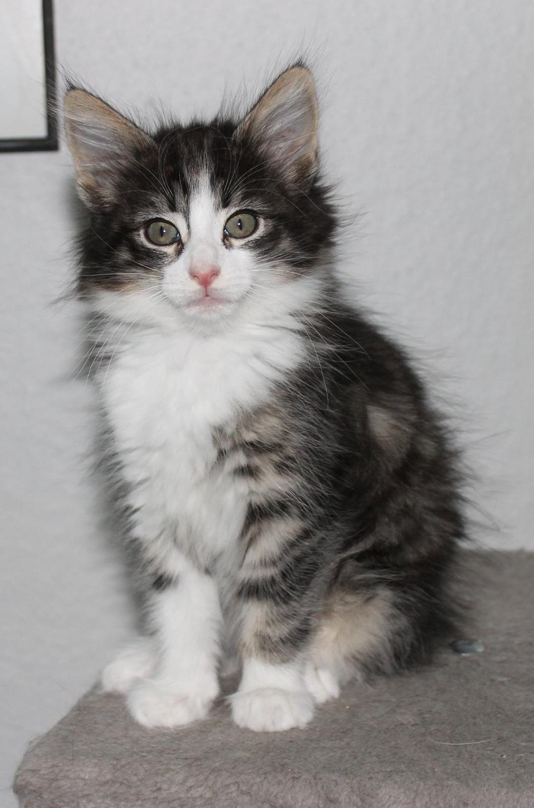 Norsk Skovkat DK Makawee's Tutti-Fruitti billede 4