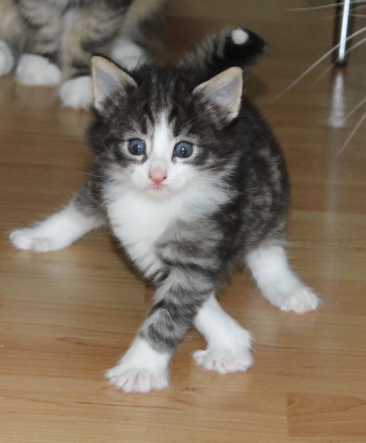 Norsk Skovkat DK Makawee's Tutti-Fruitti billede 5