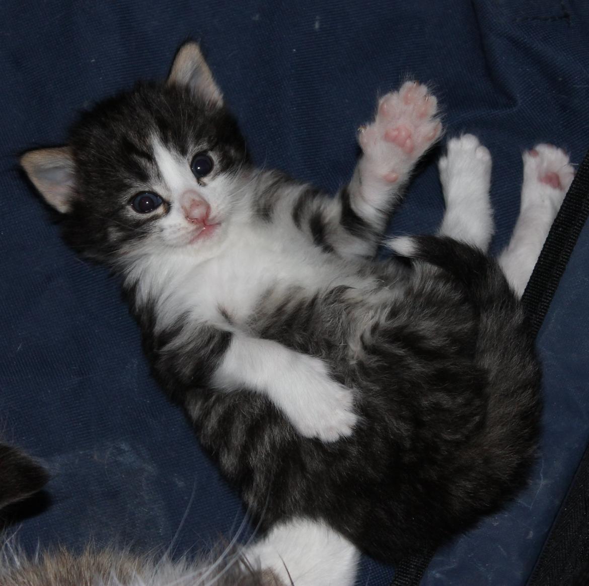 Norsk Skovkat DK Makawee's Tutti-Fruitti billede 6