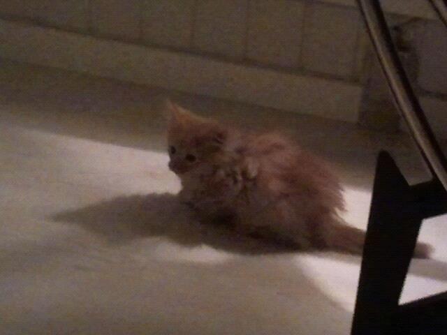 Blanding af racer kitkat aka dullemis billede 1
