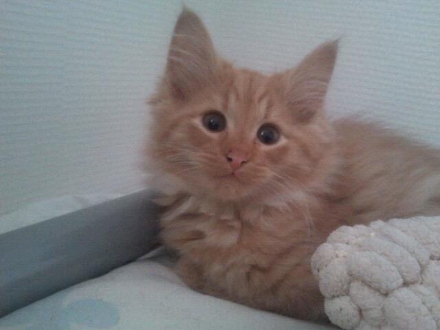 Blanding af racer kitkat aka dullemis billede 3