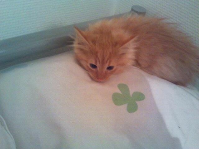 Blanding af racer kitkat aka dullemis billede 4