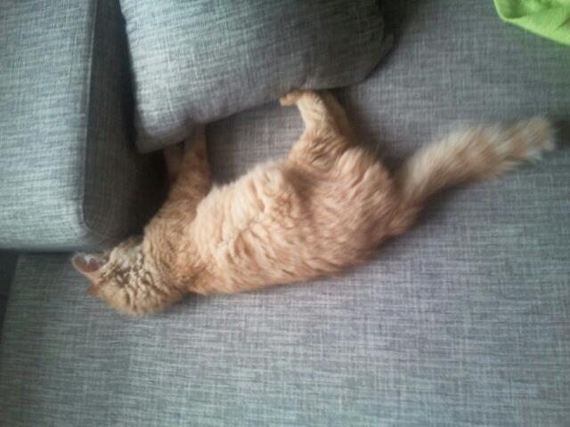 Blanding af racer kitkat aka dullemis billede 10