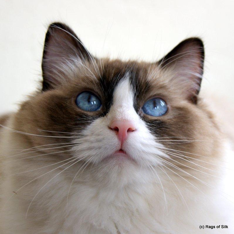 Ragdoll DK Rags of Silk Assam Alix - DK Rags of Silk Assam Alix. billede 1