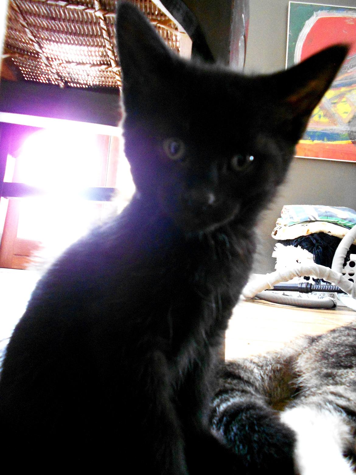 Huskat Leonard Mi Mi - Jeg fik ham 3/8-12 billede 15