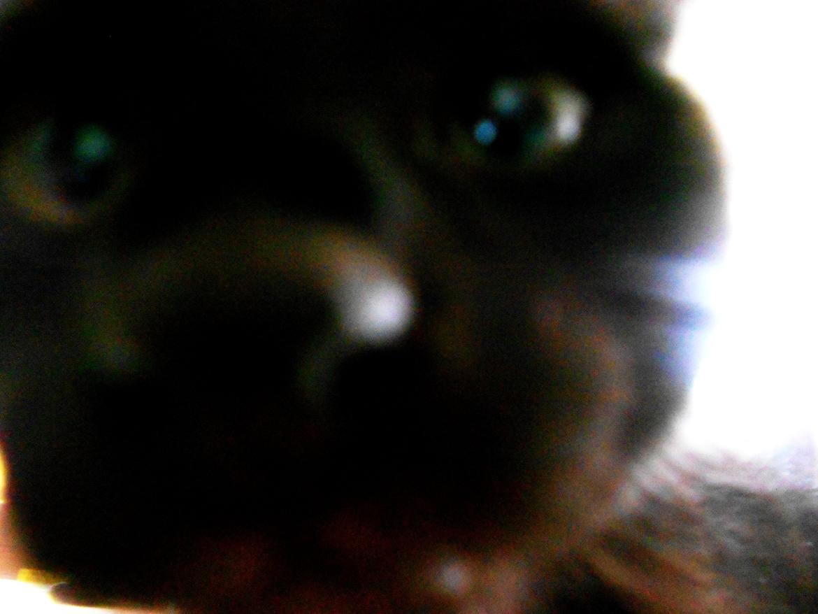 Huskat Leonard Mi Mi - Hehe <3 så dejlig ! billede 14