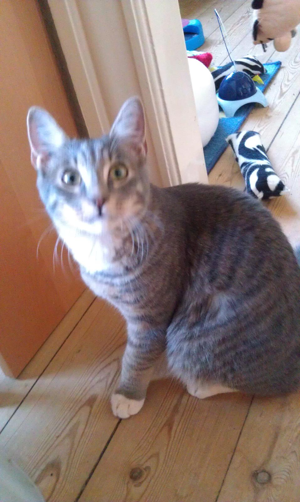 Huskat Aslan - Aslan. min dejlige "Abe" billede 1