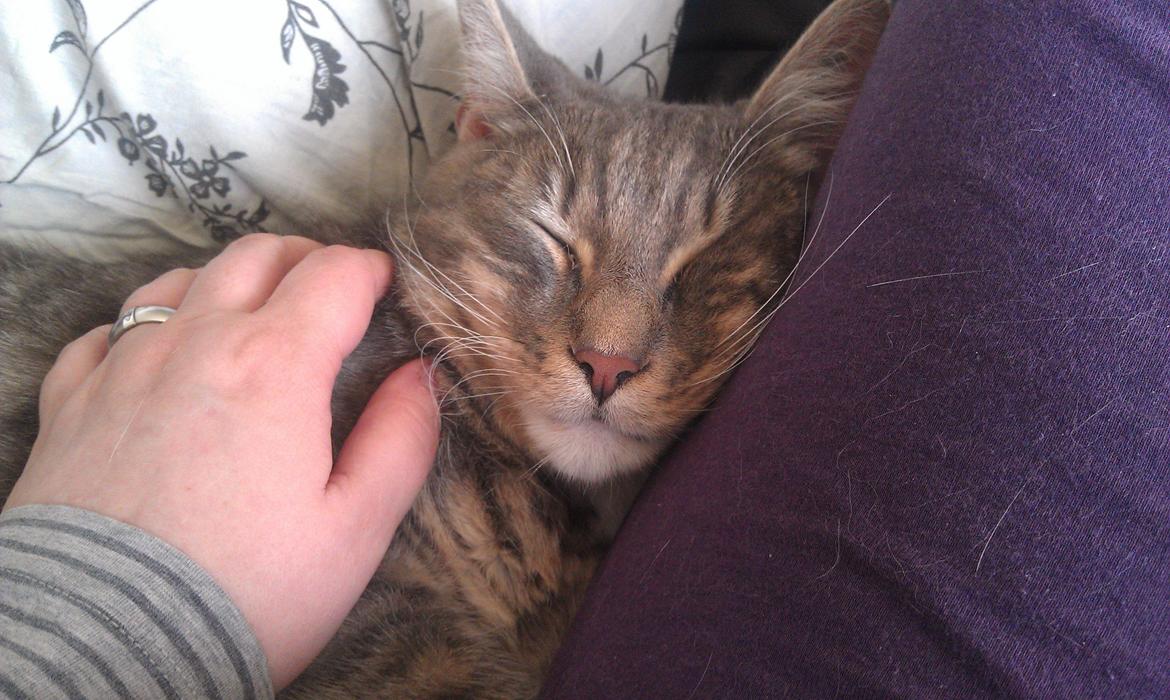 Huskat Aslan - nuller billede 17