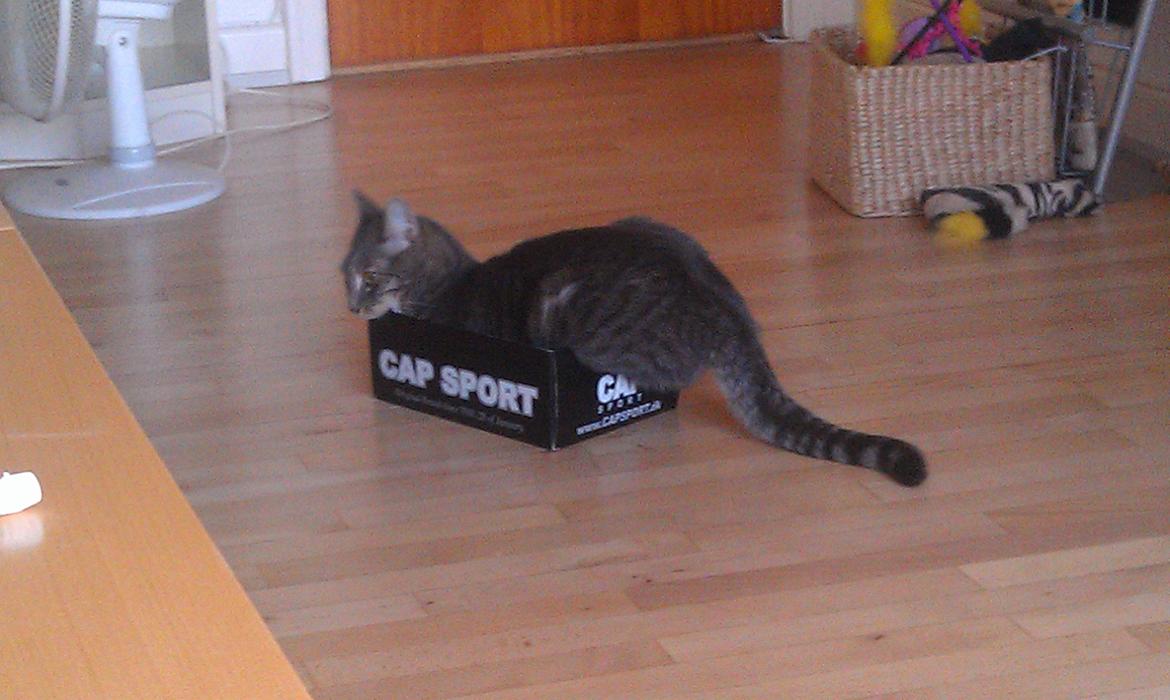 Huskat Aslan - ingen kasser er for lille ;o) billede 18