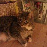 Huskat Aslan - hygger billede 19