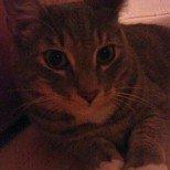 Huskat Aslan - close up billede 20