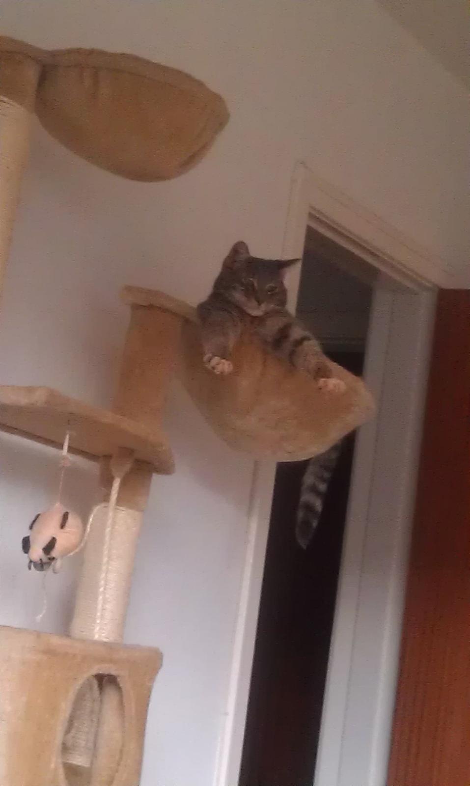 Huskat Nala - hygger billede 19