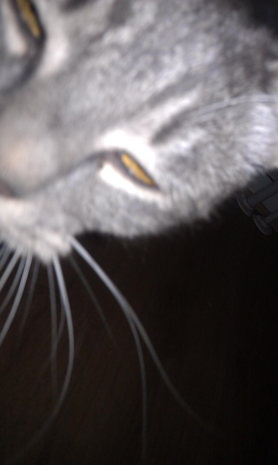 Huskat Nala - er du vågen mor ?
 billede 20