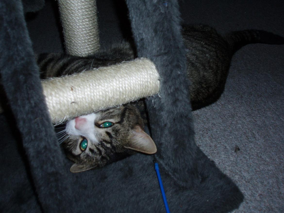 Blanding af racer Loke billede 1