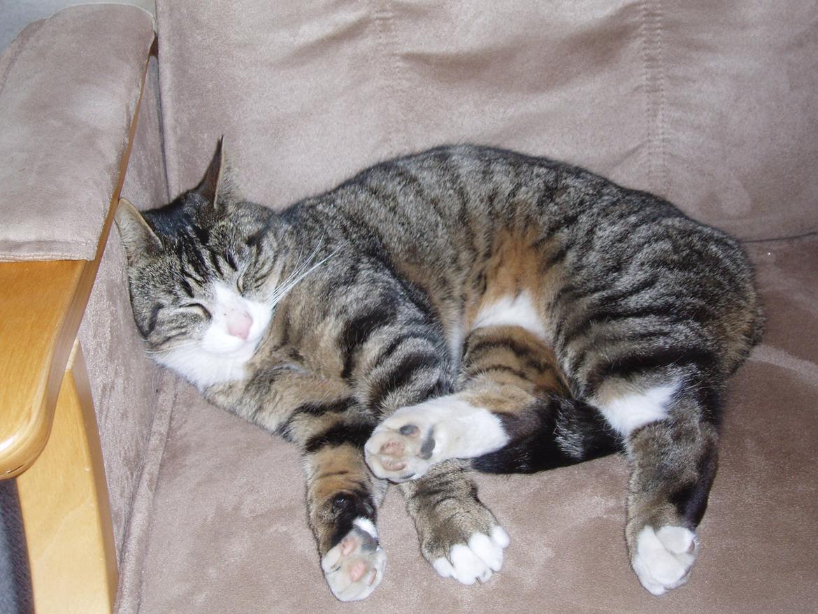 Blanding af racer Loke billede 2