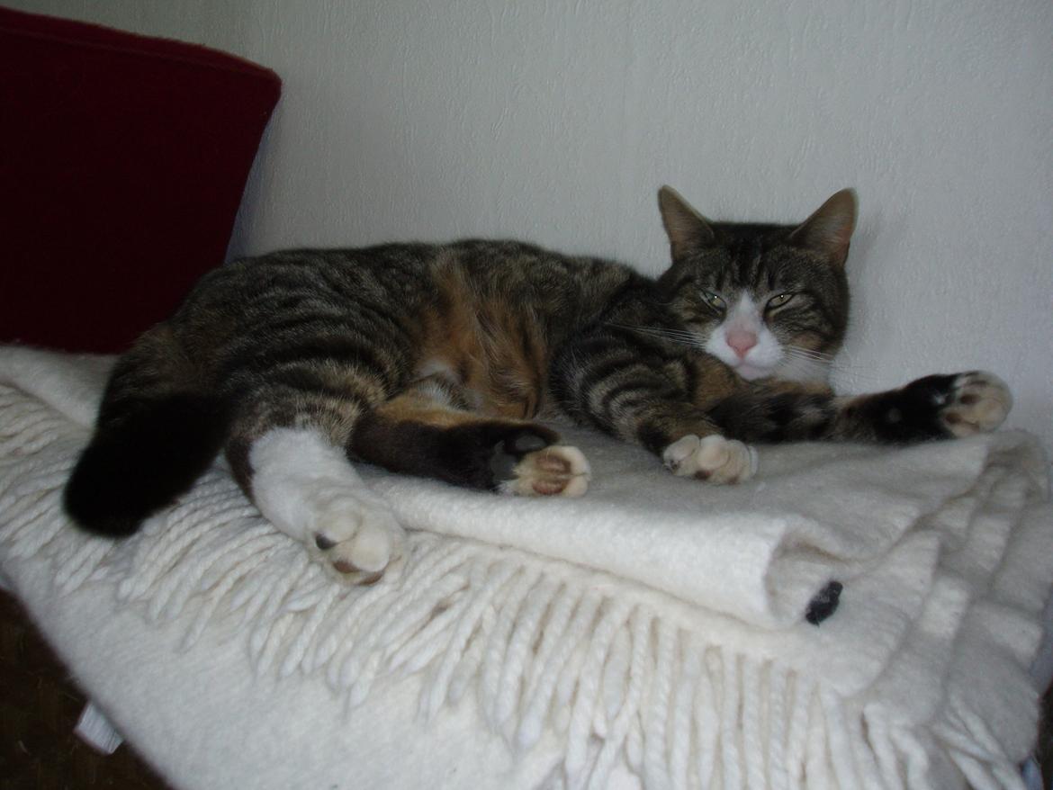 Blanding af racer Loke billede 3