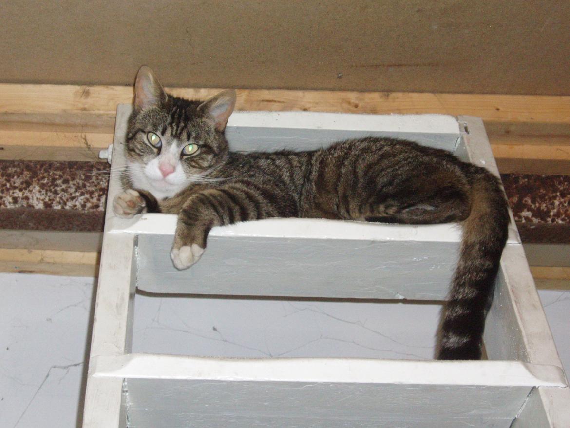 Blanding af racer Loke billede 4