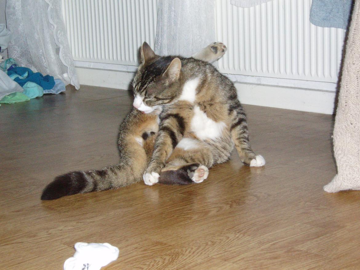 Blanding af racer Loke billede 5