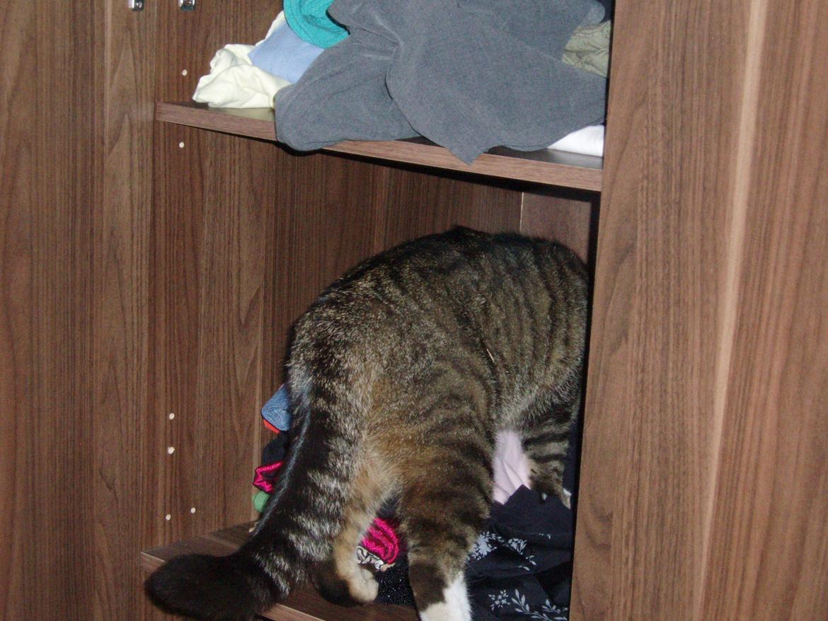 Blanding af racer Loke billede 6