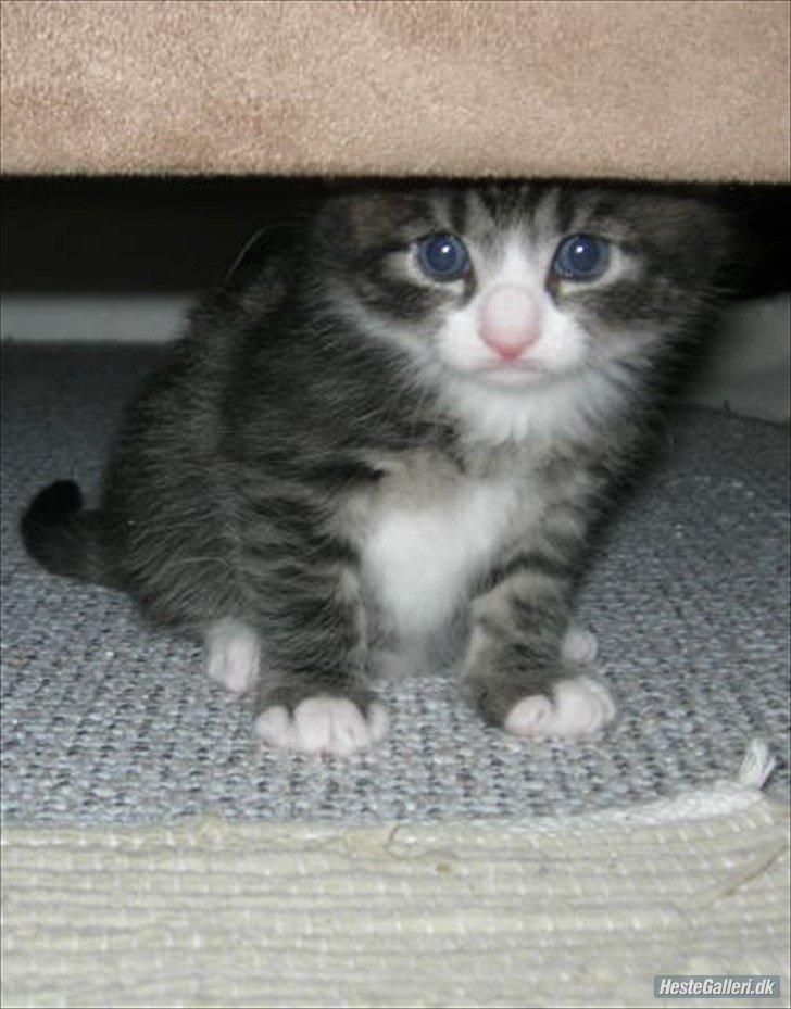 Blanding af racer Loke billede 7