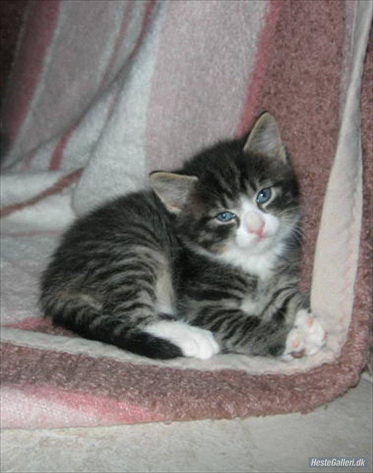 Blanding af racer Loke billede 8