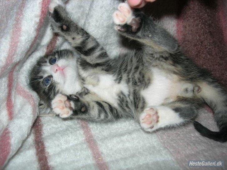 Blanding af racer Loke billede 9