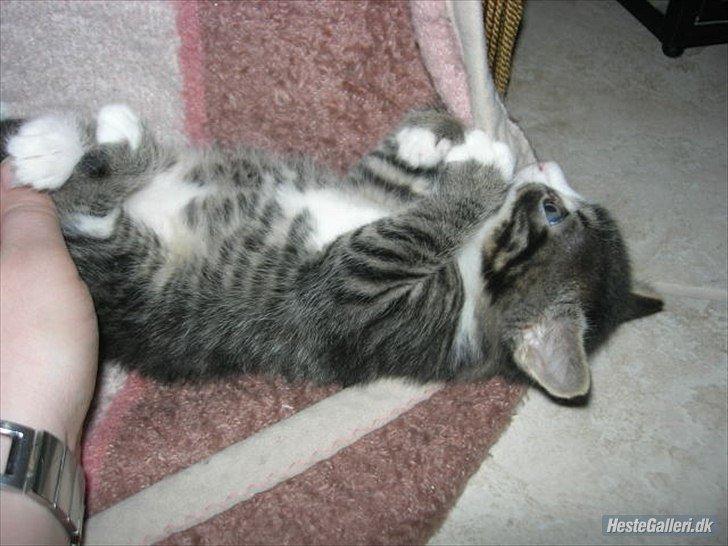 Blanding af racer Loke billede 10