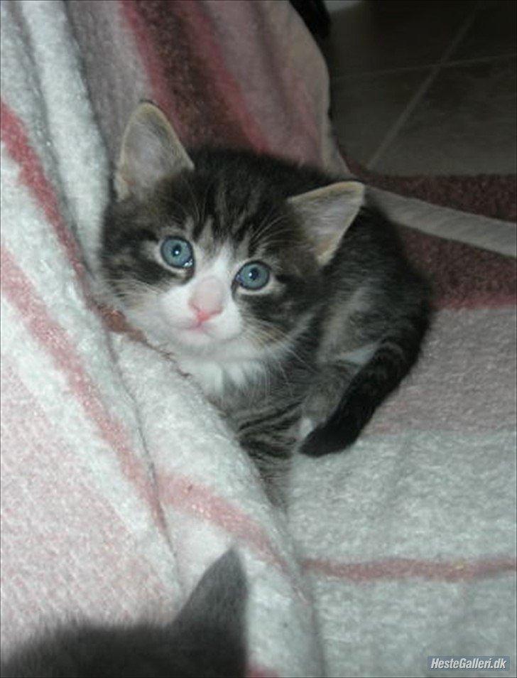 Blanding af racer Loke billede 11