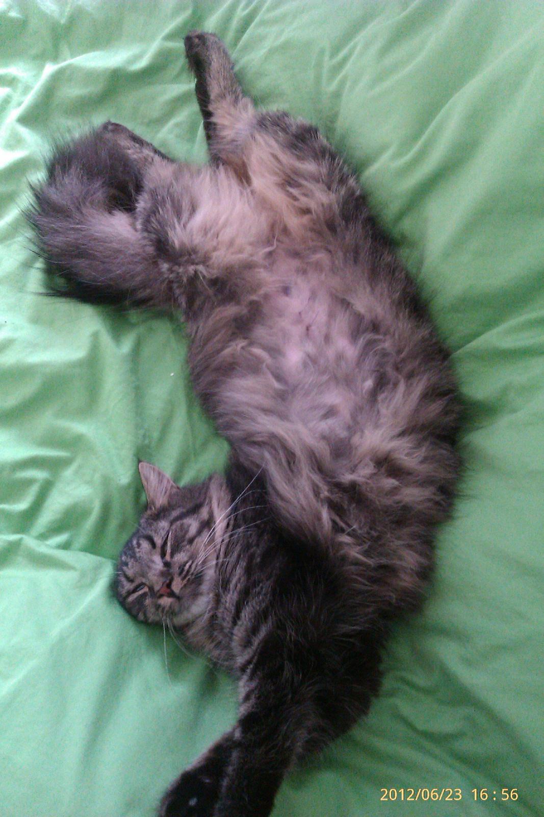 Blanding af racer Cuba billede 6