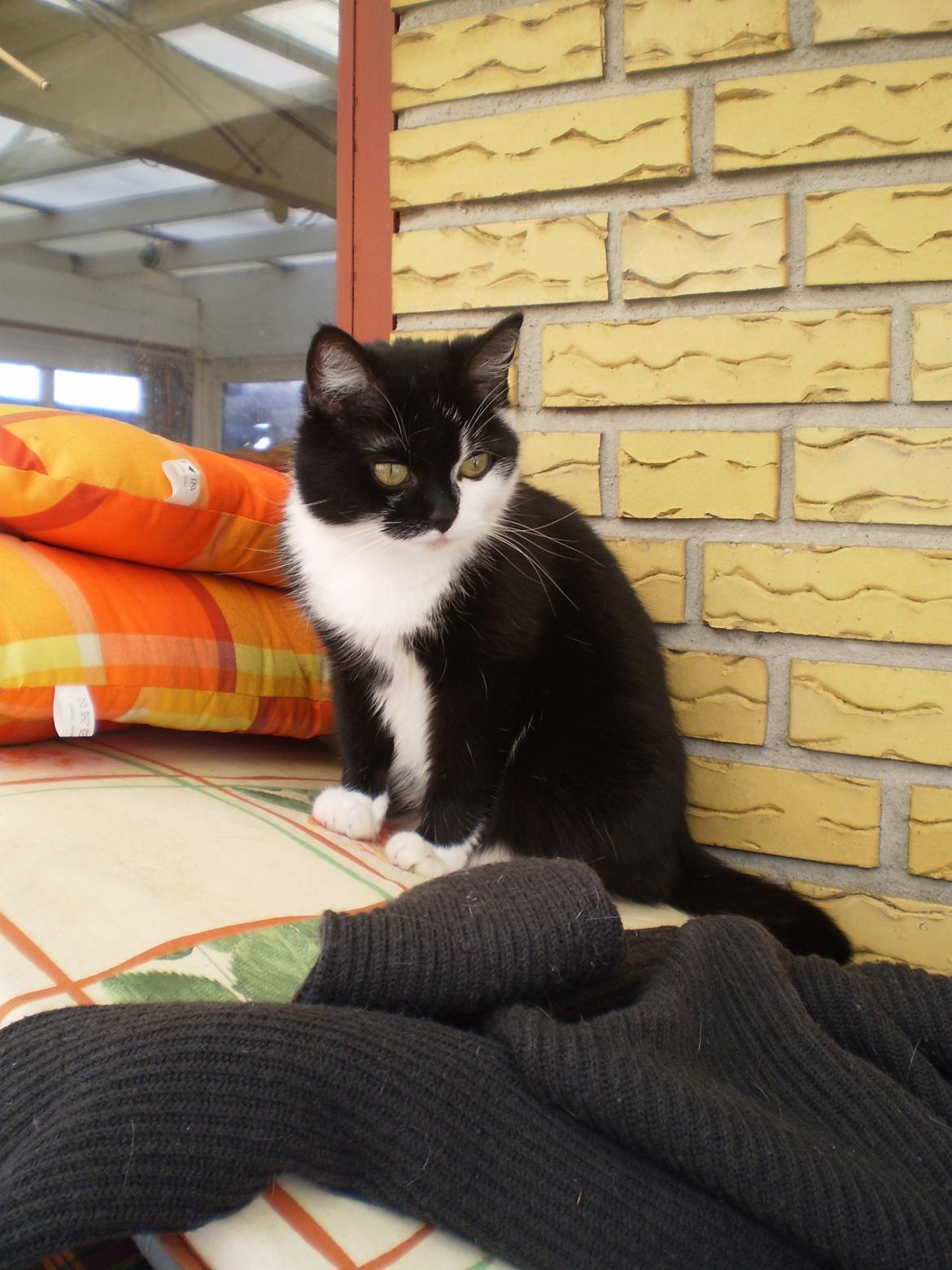 Huskat Sarabi - Sarabi :) billede 1