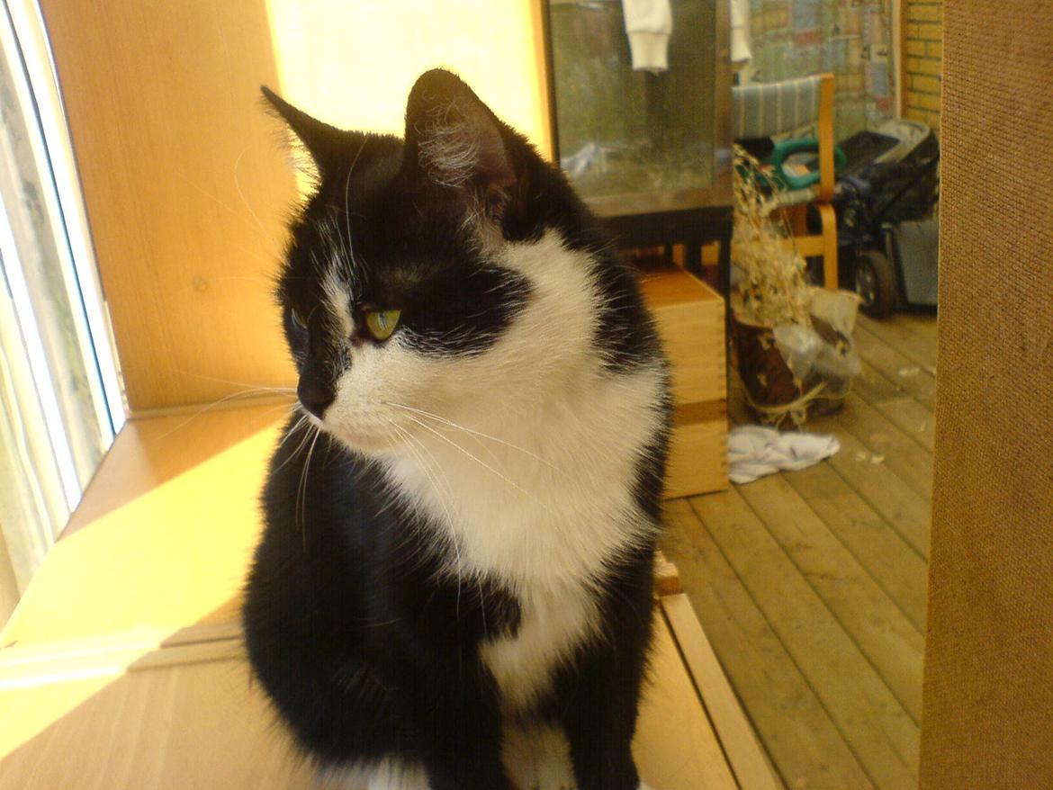 Huskat Sarabi - Sarabi :) billede 2