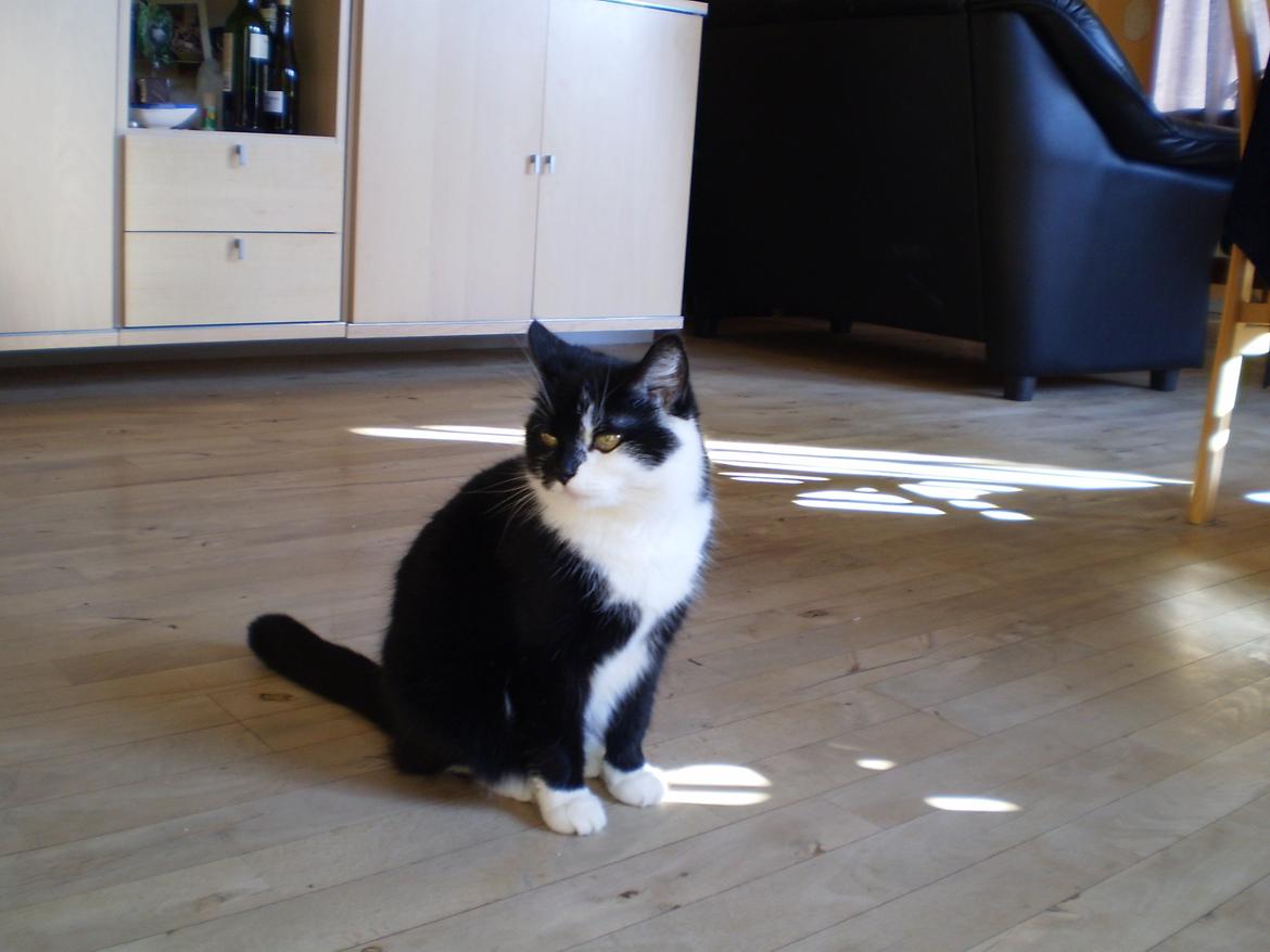 Huskat Sarabi - Sarabi :) billede 3