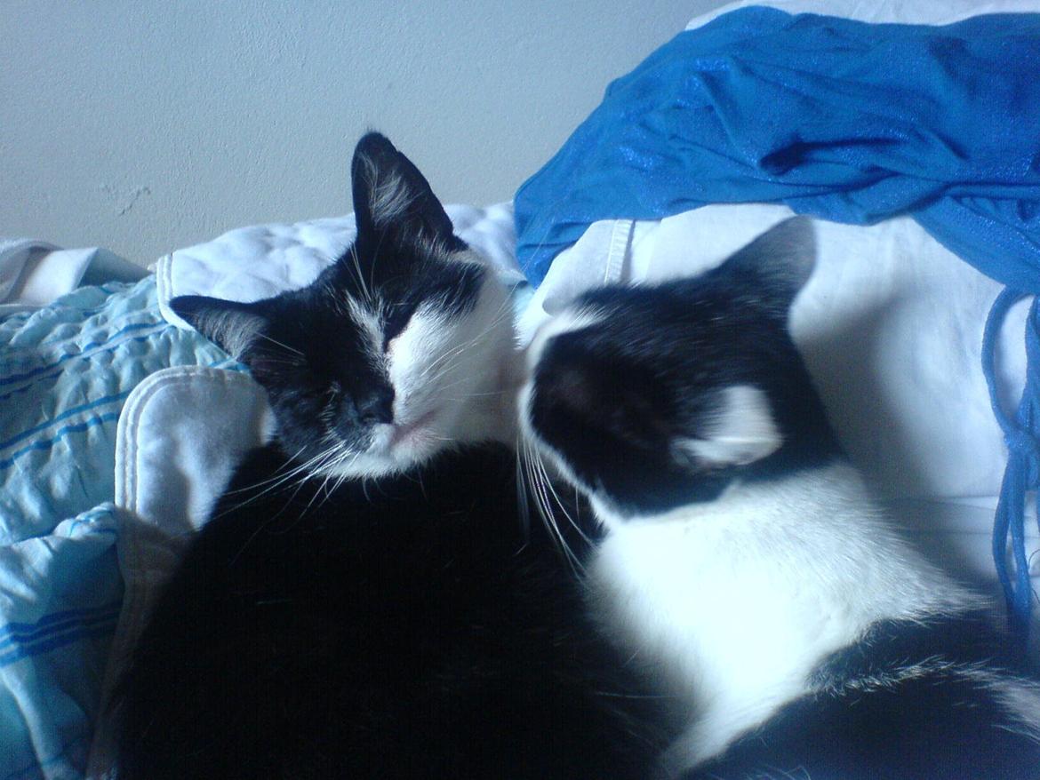 Huskat Sarabi - Sarabi, og min kat Sasha. <3 billede 4