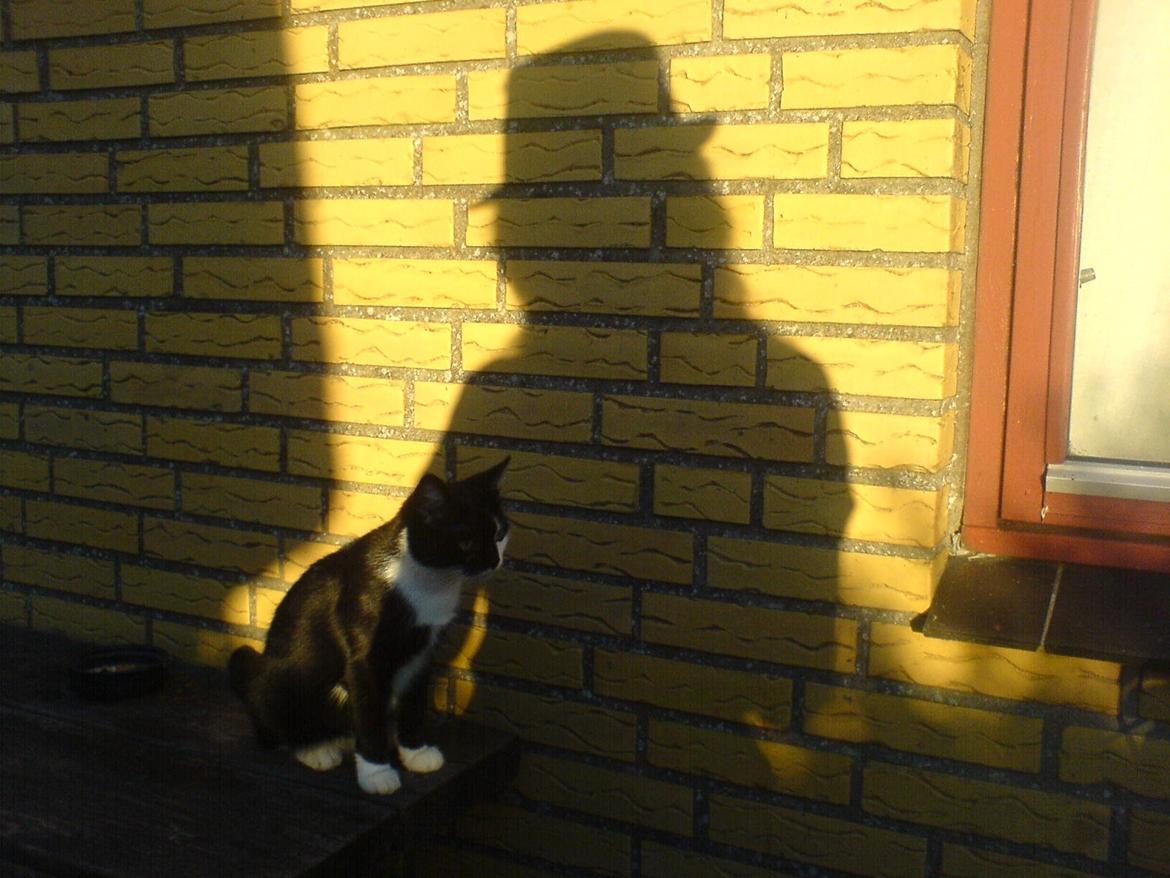 Huskat Sarabi - Sarabi :) billede 5