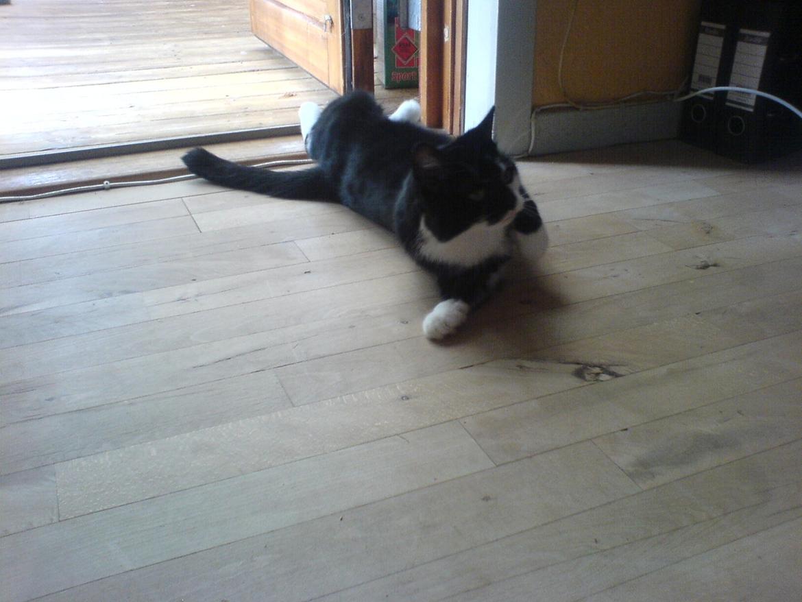 Huskat Sarabi - Sarabi ruller rundt? :) billede 6