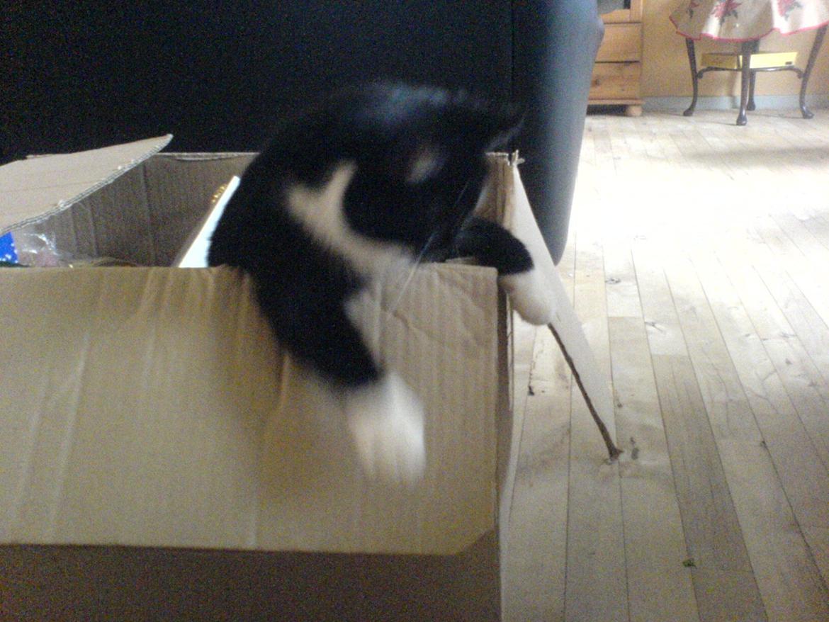 Huskat Sarabi - Sarabi hopper op af papkasse. :) billede 7