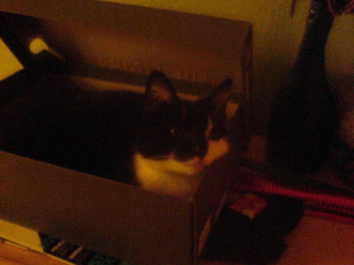 Huskat Sarabi - Sarabi i papkasse. :) billede 8