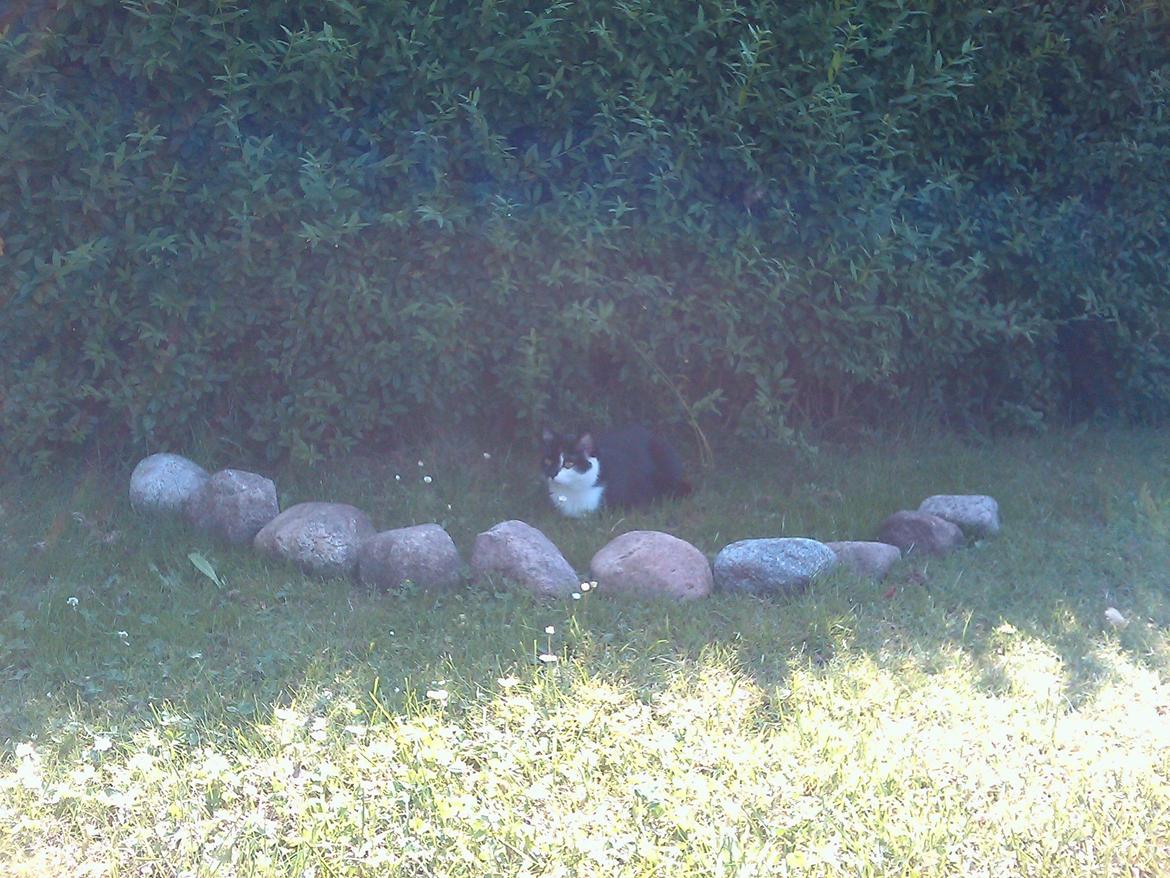 Huskat Sarabi - Sarabi leger øjensynligt 'borg'. ;) billede 9